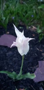 Close-up of white flowering plant