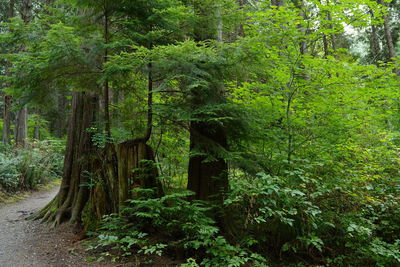 Trees in forest