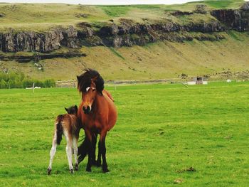 Islandic horses 