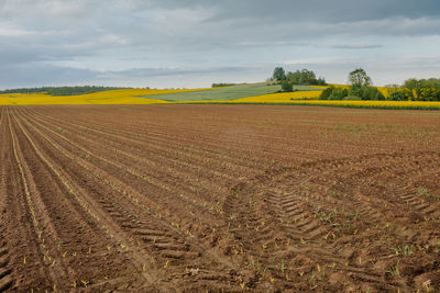 Scenic view of agricultural field against sky