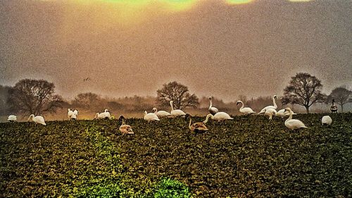 Flock of birds on field against sky during sunset