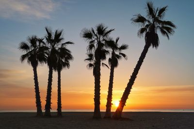 Silhouette palm trees at sunset