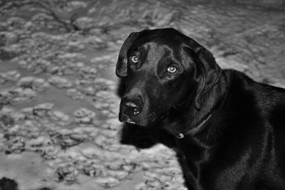 High angle portrait of black labrador