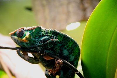 Close-up of reptile