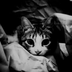 Close-up portrait of cat lying on bed