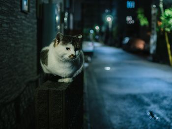 Cat sitting on wood by street at night
