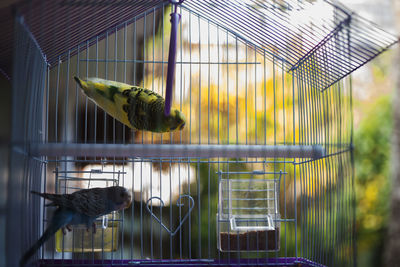 View of bird in cage