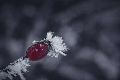 snow