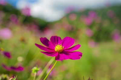 Close-up of purple flower