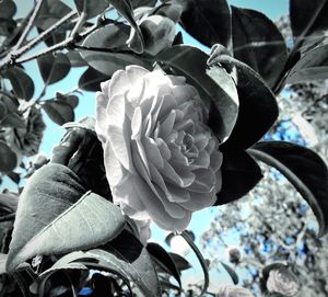 Close-up of rose blooming