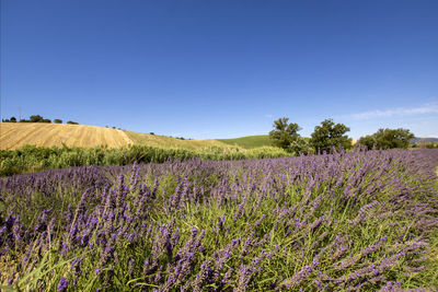 Scenic view of flowering plants on field against blue sky