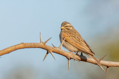 Low angle view of bird perching on branch against sky