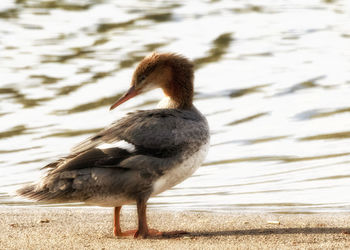 View of duck on lake