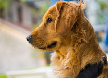 Close-up of a dog looking away