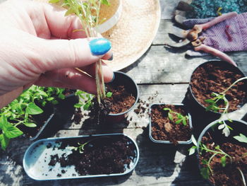 Cropped image of hand holding seedling in yard