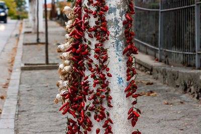 Close-up of red flower hanging on footpath