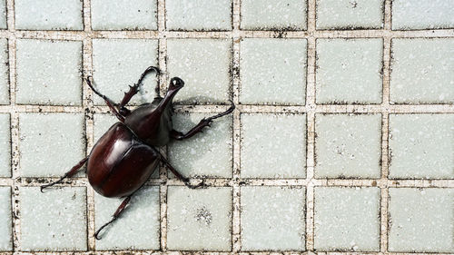 High angle view of insect on wall