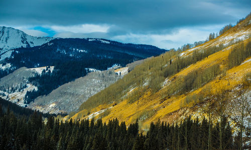 Scenic view of pine trees on snowcapped mountains against sky