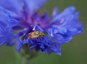 Close-up of bee pollinating on purple flower