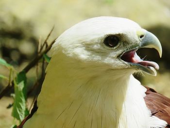 Close-up of bird