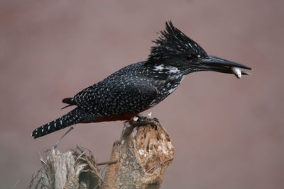 Close-up of bird perching