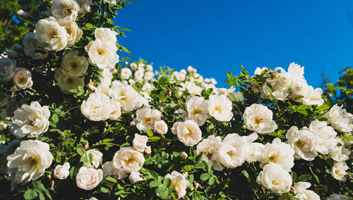 Close-up of white roses against blue sky