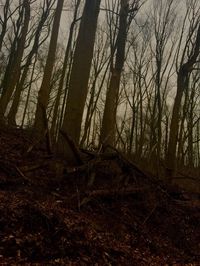 Bare trees in forest