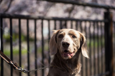 Close-up portrait of a dog