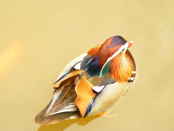 Close-up of a mandarin duck