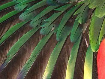 Full frame shot of palm leaves