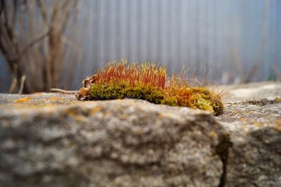 Close-up of mushroom growing on rock