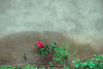 Flowering plants on wall