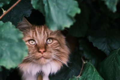 Close-up portrait of a cat