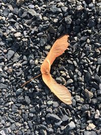 High angle view of sunlight falling on dry leaf