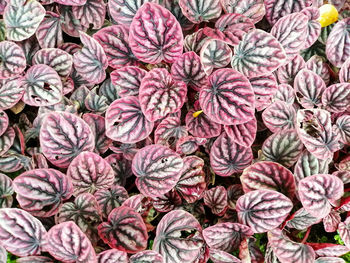 Full frame shot of flowering plants