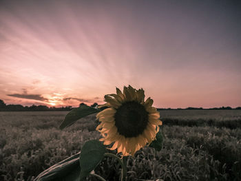 Close-up of sunflower on field against sky during sunset