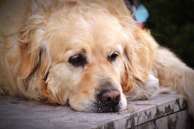 Close-up portrait of dog resting