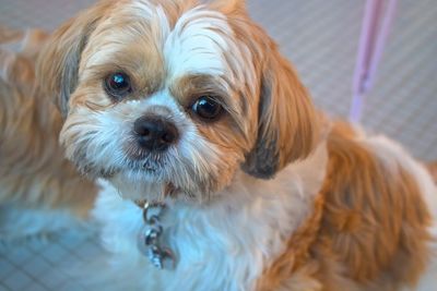 Close-up portrait of dog