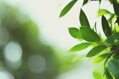 Close-up of plant leaves