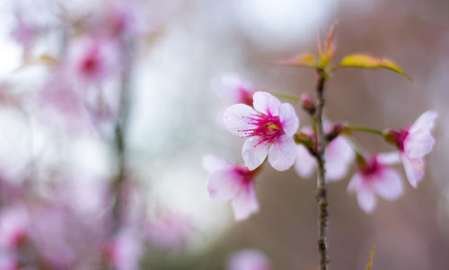 Close-up of pink flowers blooming outdoors