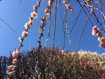 Low angle view of flowers blooming on tree against sky