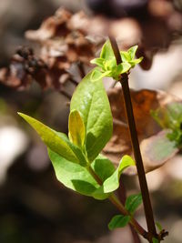 Close-up of fresh green plant