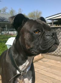 Close-up portrait of a dog