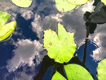 High angle view of leaves floating on water