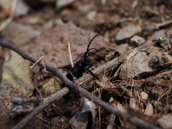 Close-up of dead plant on land