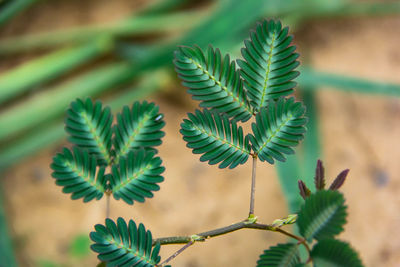 Close-up of fern leaves