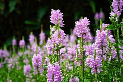 Close-up of purple flowering plants on field