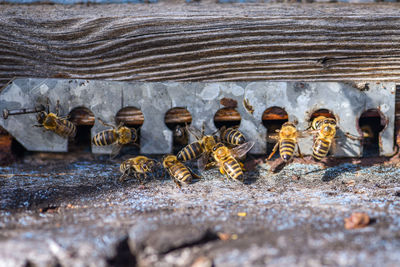 High angle view of bees on old wooden bee house