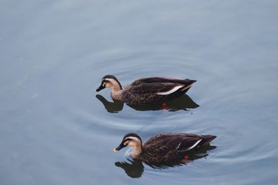 High angle view of ducks swimming on lake