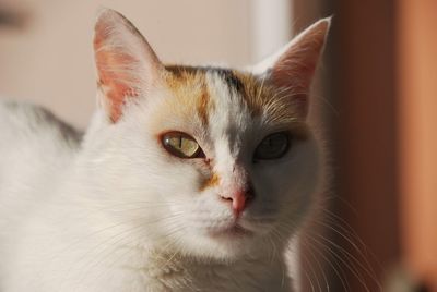 Close-up portrait of cat